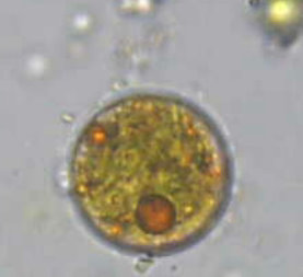 sapete identificarle?